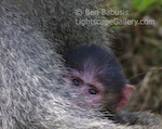 Peek-a-Baboon. Lake Manyara National Park, Tanzania. Infant baboon peaks out from behind mother's arms. � Ben Babusis, Lightscape Gallery.