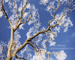 Ice Tree. Seattle, Washington. Frozen tree after an ice storm on the shores of Lake Washington. � Ben Babusis, Lightscape Gallery.