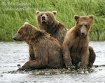 The Three Bears. Mikfik Creek, Alaska. Three young grizzly bears cluster together for protection while mom catches fish nearby. � Ben Babusis, Lightscape Gallery.